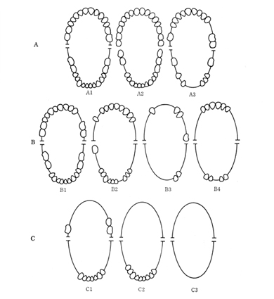 図３　Eichnerの分類